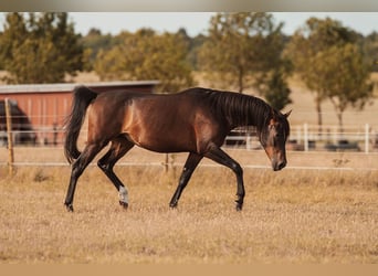 Angloarab Shagya, Wałach, 3 lat, 157 cm, Gniada