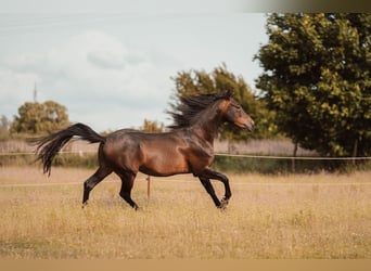 Angloarab Shagya, Wałach, 3 lat, 157 cm, Gniada