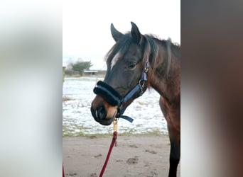 Angloarab Shagya, Wałach, 3 lat, 157 cm, Gniada