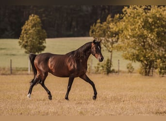 Angloarab Shagya, Wałach, 3 lat, 157 cm, Gniada