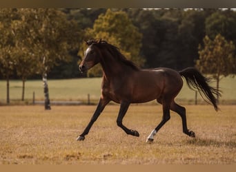 Angloarab Shagya, Wałach, 3 lat, 157 cm, Gniada