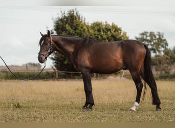 Angloarab Shagya, Wałach, 3 lat, 157 cm, Gniada