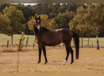 Angloarab Shagya, Wałach, 3 lat, 157 cm, Gniada