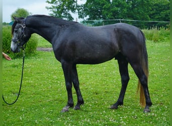 Angloarab Shagya Mix, Wałach, 4 lat, 157 cm, Może być siwy