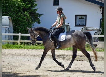 Angloarab Shagya, Wałach, 4 lat, 160 cm, Siwa