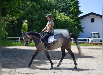 Angloarab Shagya, Wałach, 4 lat, 160 cm, Siwa