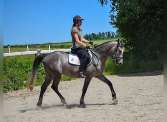 Angloarab Shagya, Wałach, 4 lat, 160 cm, Siwa