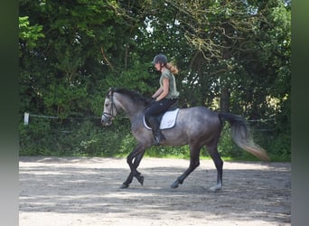 Angloarab Shagya, Wałach, 4 lat, 160 cm, Siwa