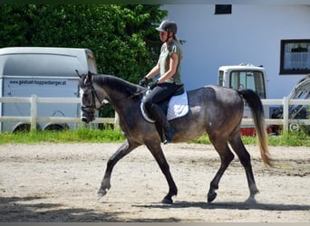 Angloarab Shagya, Wałach, 4 lat, 160 cm, Siwa