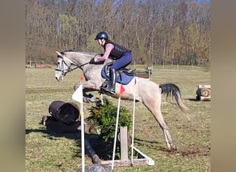 Angloarab Shagya, Wałach, 5 lat, 154 cm, Siwa