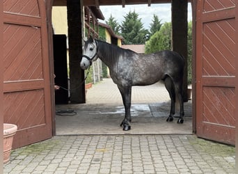 Angloarab Shagya, Wałach, 5 lat, 168 cm, Siwa