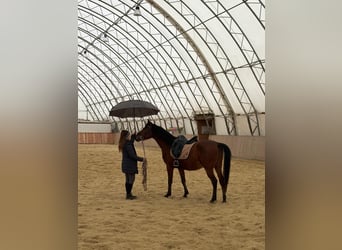 Angloarab Shagya, Wałach, 6 lat, 153 cm, Gniada