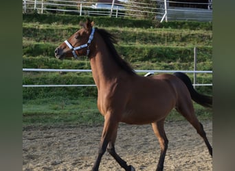Angloarab Shagya, Wałach, 6 lat, 153 cm, Gniada