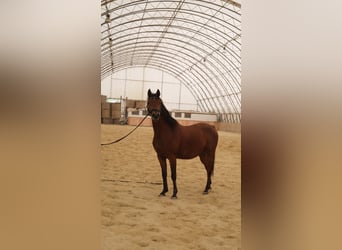 Angloarab Shagya, Wałach, 6 lat, 153 cm, Gniada