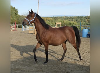 Angloarab Shagya, Wałach, 6 lat, 153 cm, Gniada