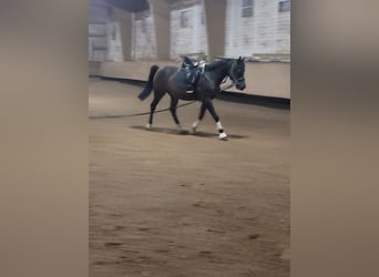 Angloarab Shagya, Wałach, 7 lat, 156 cm, Ciemnogniada