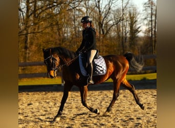 Angloarab Shagya, Wałach, 9 lat, 155 cm, Gniada