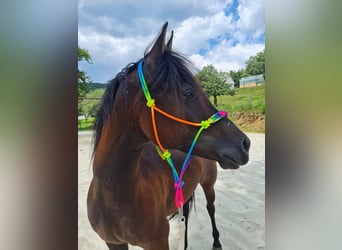Angloarab Shagya, Wałach, 9 lat, Kara