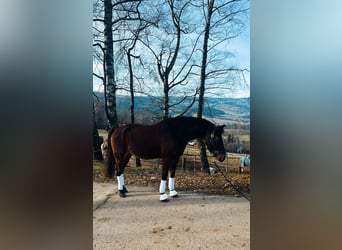 Angloarab Shagya, Wałach, 10 lat, 160 cm, Gniada