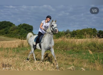 Angloarab Shagya, Wałach, 10 lat, 160 cm, Siwa