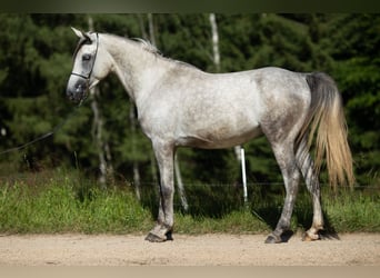 Angloarab Shagya, Wałach, 3 lat, 160 cm, Siwa