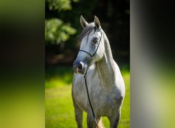 Angloarab Shagya, Wałach, 3 lat, 160 cm, Siwa