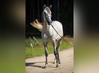 Angloarab Shagya, Wałach, 3 lat, 160 cm, Siwa