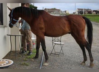 Angloarab Shagya, Wałach, 4 lat, 151 cm, Gniada