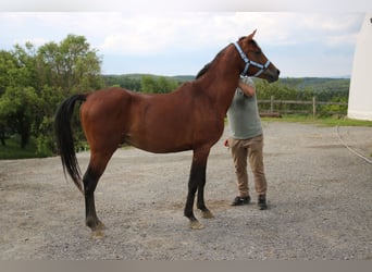 Angloarab Shagya, Wałach, 4 lat, 151 cm, Gniada