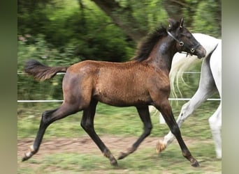 Angloarab Shagya Mix, Wałach, 4 lat, 157 cm, Siwa