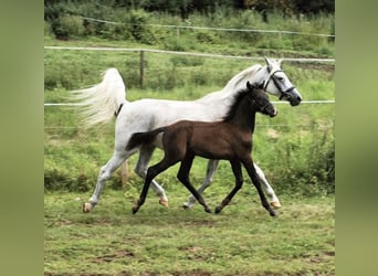 Angloarab Shagya Mix, Wałach, 4 lat, 157 cm, Siwa