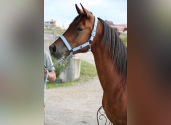 Angloarab Shagya, Wałach, 5 lat, 151 cm, Gniada