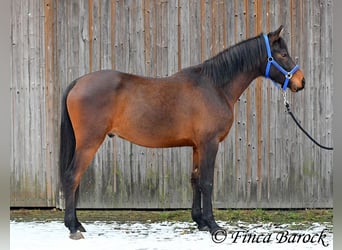 Angloarab Shagya, Wałach, 6 lat, 150 cm, Gniada