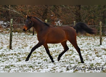 Angloarab Shagya, Wałach, 6 lat, 150 cm, Gniada