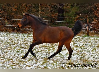 Angloarab Shagya, Wałach, 6 lat, 150 cm, Gniada