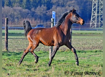 Angloarab Shagya, Wałach, 6 lat, 150 cm, Gniada