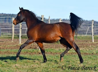 Angloarab Shagya, Wałach, 6 lat, 150 cm, Gniada