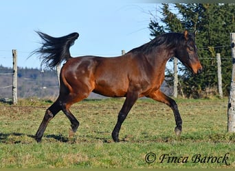 Angloarab Shagya, Wałach, 6 lat, 150 cm, Gniada