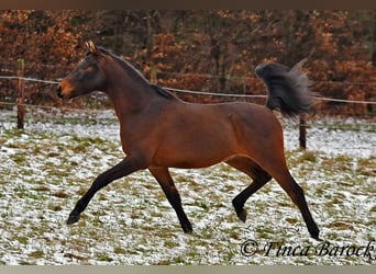 Angloarab Shagya, Wałach, 6 lat, 150 cm, Gniada