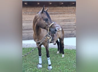 Angloarab Shagya, Wałach, 7 lat, 150 cm, Gniada