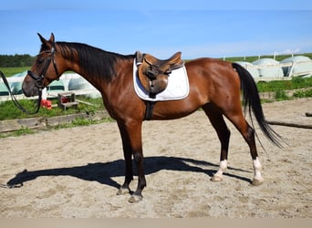 Angloarab Shagya, Wałach, 7 lat, 159 cm, Gniada