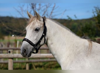 Angloarab Shagya, Wałach, 8 lat, 152 cm, Siwa