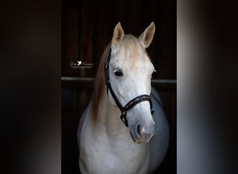 Angloarab Shagya, Wałach, 9 lat, 152 cm, Siwa