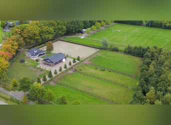 A beautiful location for horse happiness!