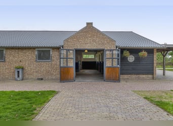 A beautiful location for horse happiness!