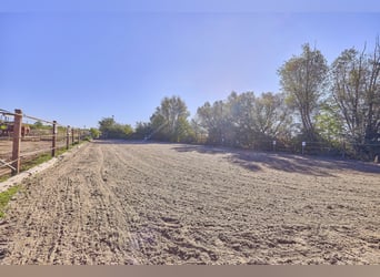 À vendre : centre équestre dans l’arrondissement de Mainz-Bingen, situé dans le cadre attrayant de L