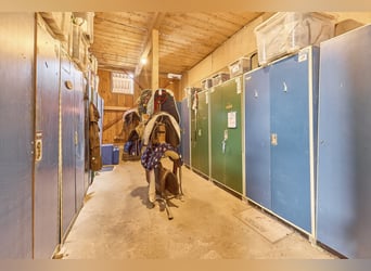 À vendre : centre équestre dans l’arrondissement de Mainz-Bingen, situé dans le cadre attrayant de L