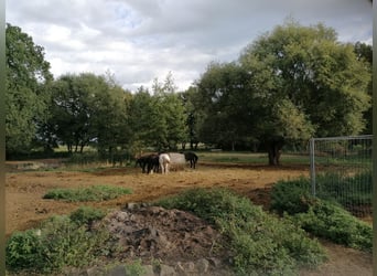 Ancien corps de ferme avec manoir et potentiel pour l'élevage de chevaux