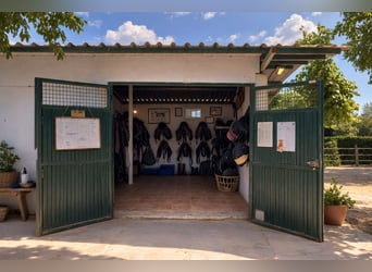 Centre équestre à Castellón // Centre hippique à Castellón Sud