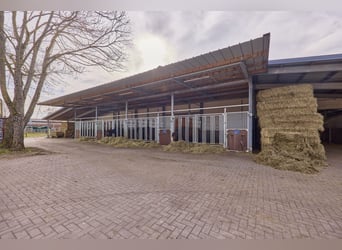 Centre équestre à Dannenberg (Elbe) en Basse-Saxe – ferme rénovée et maison d'habitation avec potent